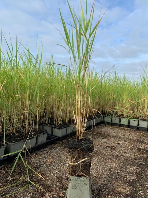 Phragmites australis