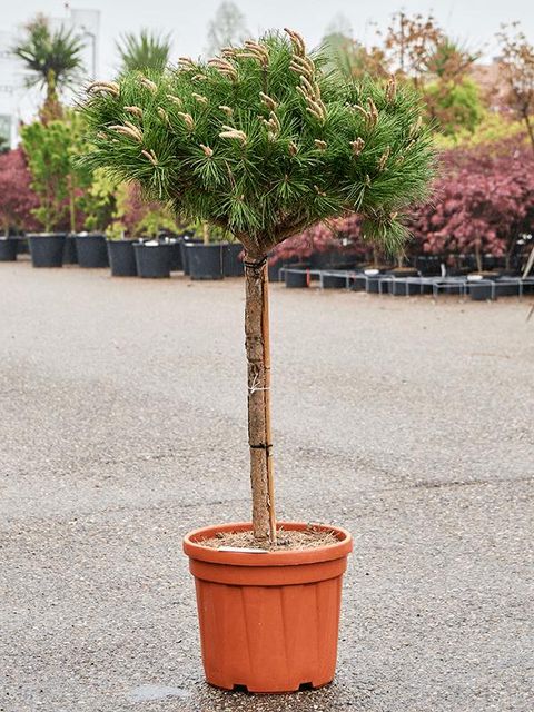 Pinus nigra BREPO