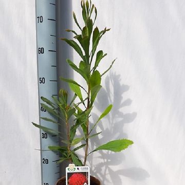 Telopea speciosissima