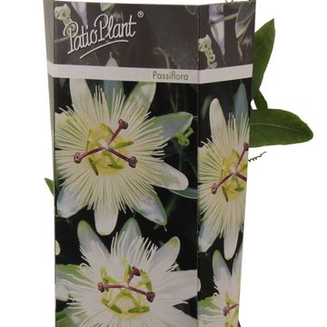 Passiflora caerulea 'Constance Elliott'