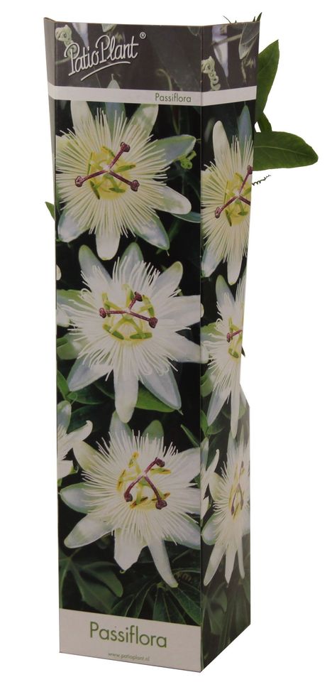 Passiflora caerulea 'Constance Elliott'