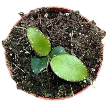 Hoya Sp Mini Coin Sp Kalimantan
