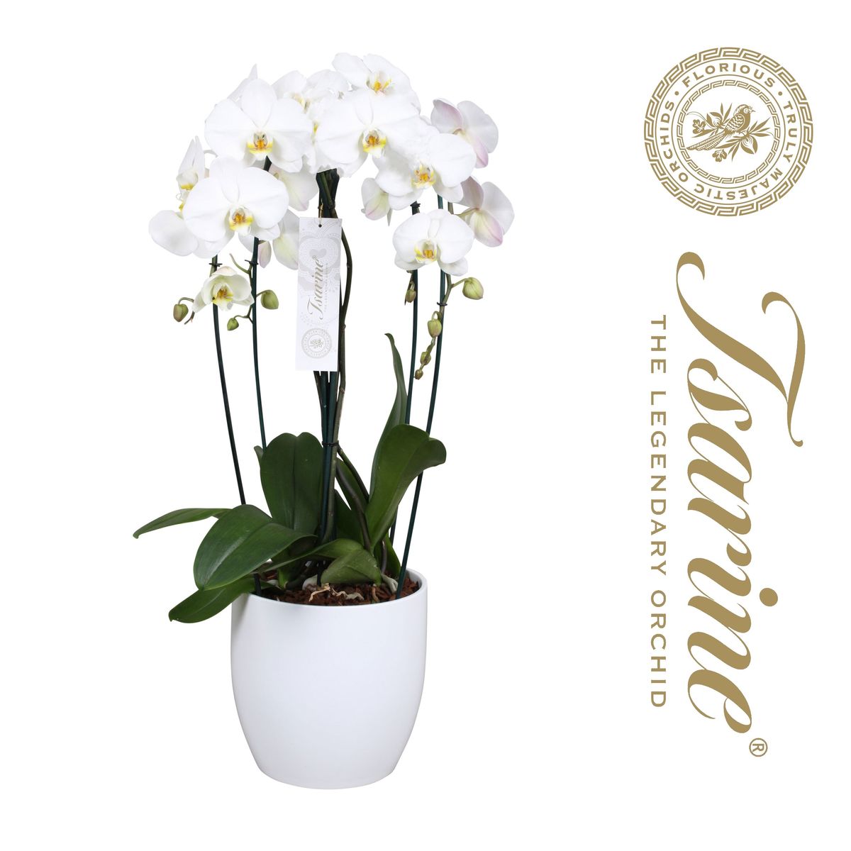Phalaenopsis 'Tsarine' — Växter grossist FlorAccess