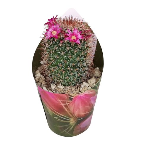 Mammillaria spinosissima pilcayensis