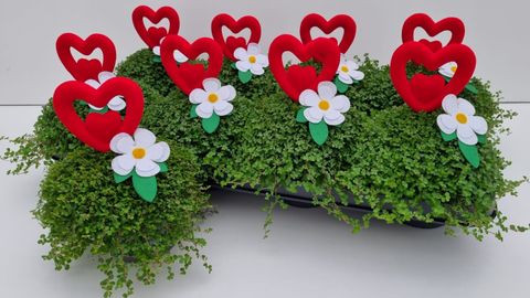 Soleirolia soleirolii