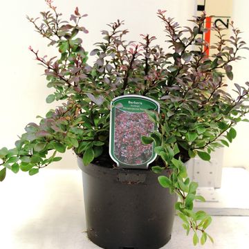 Berberis thunbergii 'Atropurpurea Nana'