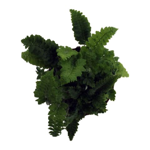 Dryopteris affinis 'Crispa Congesta'