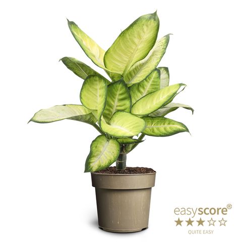 Dieffenbachia 'Summer Style'