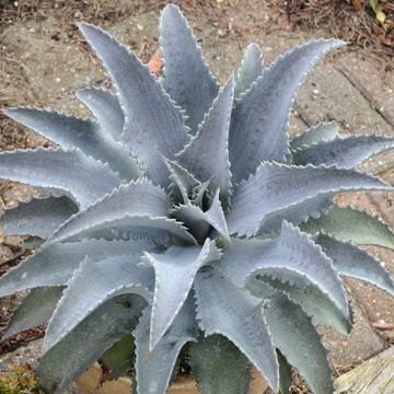 x Mangave 'Silver Fox'