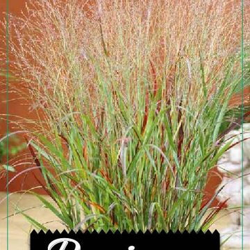 Panicum virgatum 'Shenandoah'