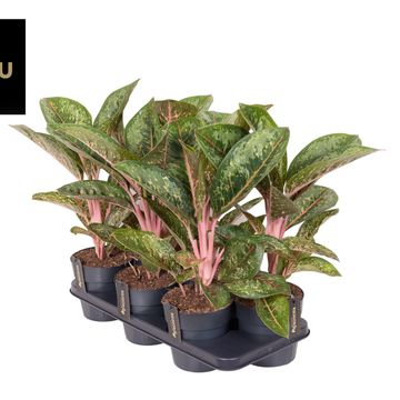 Aglaonema 'Camo Coralie'