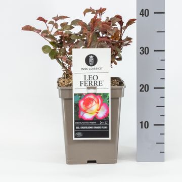 Rosa LEO FERRE
