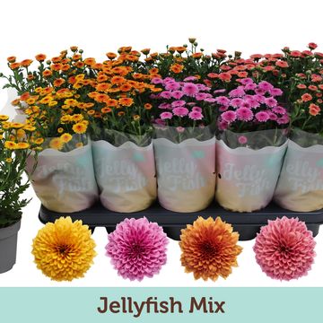 Chrysanthemum JELLYFISH MIX