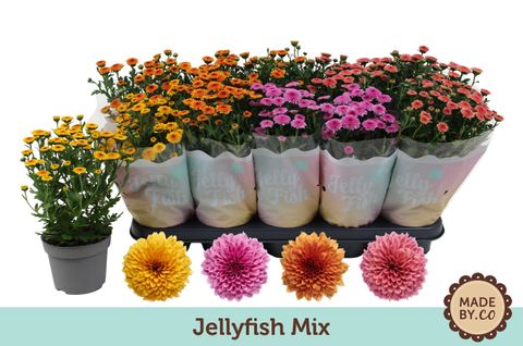 Chrysanthemum JELLYFISH MIX