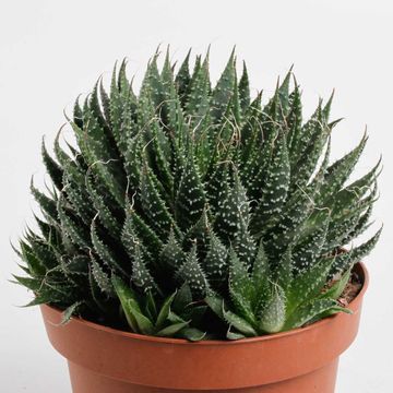 Aloe aristata