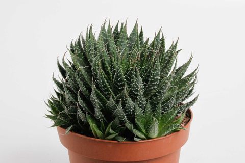 Aloe aristata