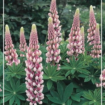 Lupinus 'The Chatelaine'