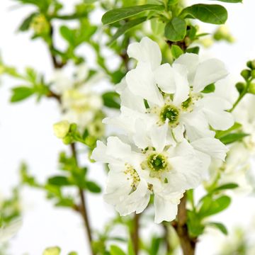 Exochorda racemosa 'Niagara'