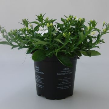 Lobelia CURACAO BASKET WHITE