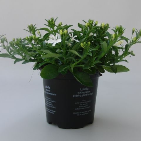 Lobelia CURACAO BASKET WHITE (Sonneveld Plants)