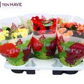 Begonia BELOVE MIX
