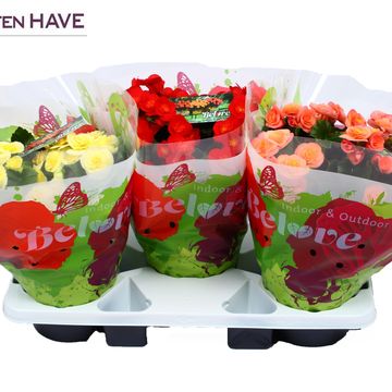 Begonia BELOVE MIX