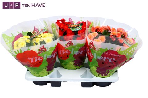 Begonia BELOVE MIX