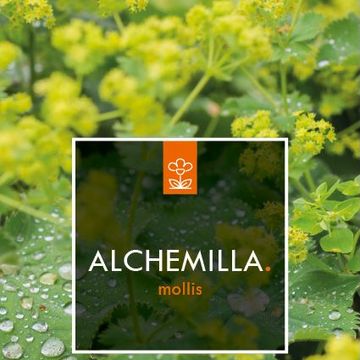 Alchemilla mollis