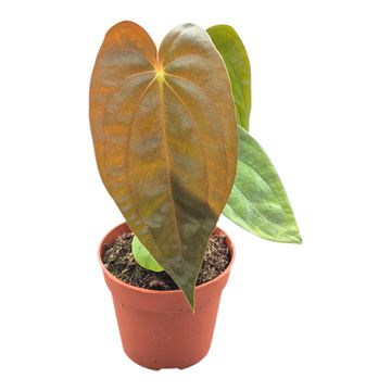 Антуриум papillilaminum 'Guna Yala' x BVEP