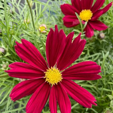 Cosmos bipinnatus 'Casanova Red'