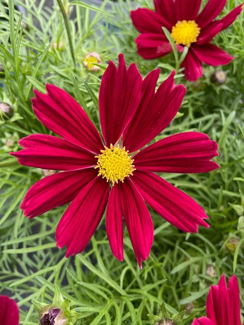 Cosmos bipinnatus 'Casanova Red'