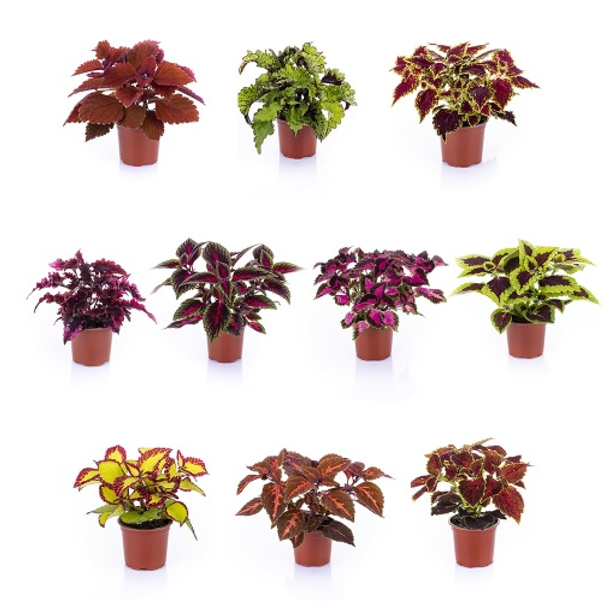 Plectranthus MIX Plant Wholesale FlorAccess plectranthus-mix-plant-wholesale-floraccess