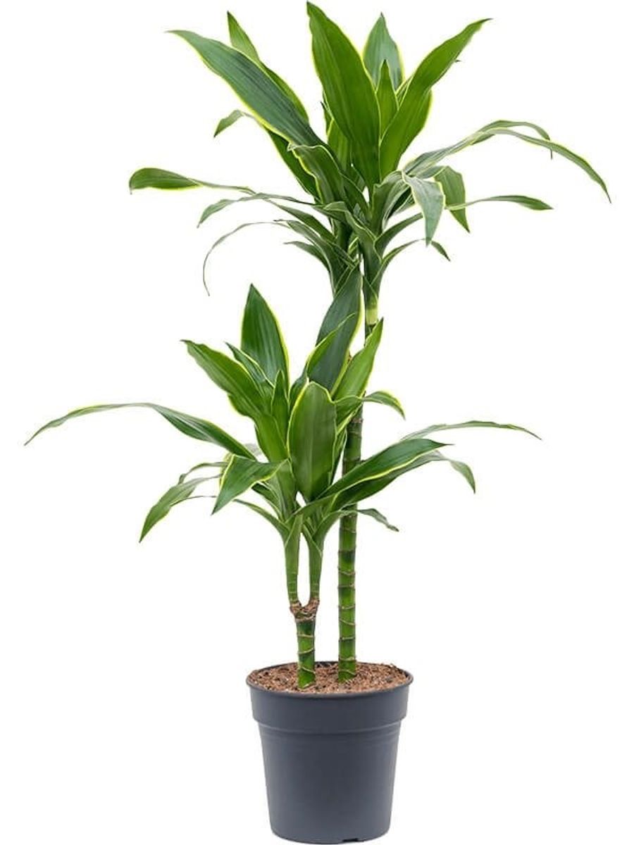 Dracaena fragrans 'Arturo' — Plant Wholesale FlorAccess