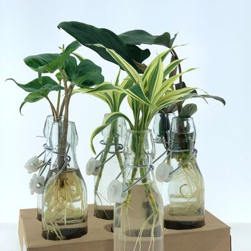 Arrangement Houseplants