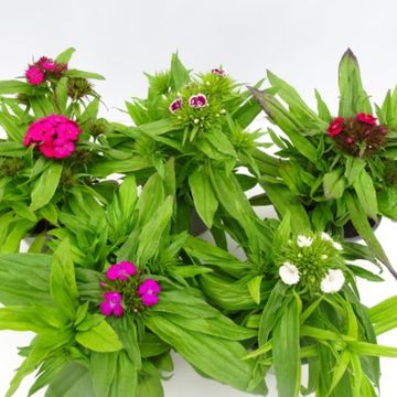 Dianthus barbatus MIX
