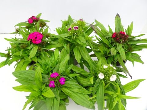 Dianthus barbatus MIX