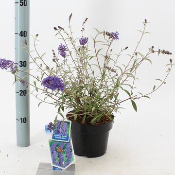 Buddleja davidii 'Нано Блю'