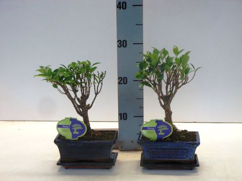 Ficus microcarpa