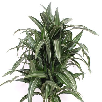 Dracaena fragrans 'Ulises'