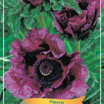 Papaver orientale 'Harlem'