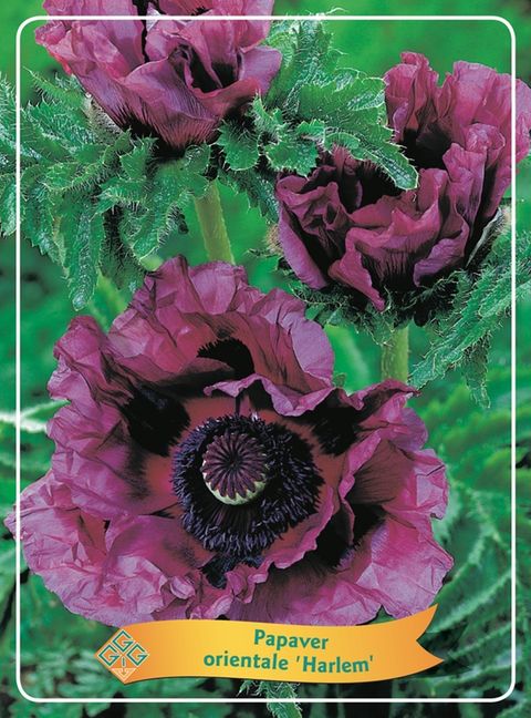 Papaver orientale 'Harlem'