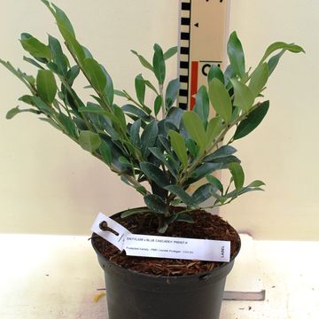 Distylium BLUE CASCADE