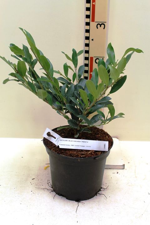 Distylium BLUE CASCADE