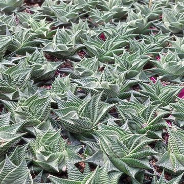 Haworthia limifolia 'Spiralis'