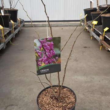 Cercis chinensis 'Avondale'