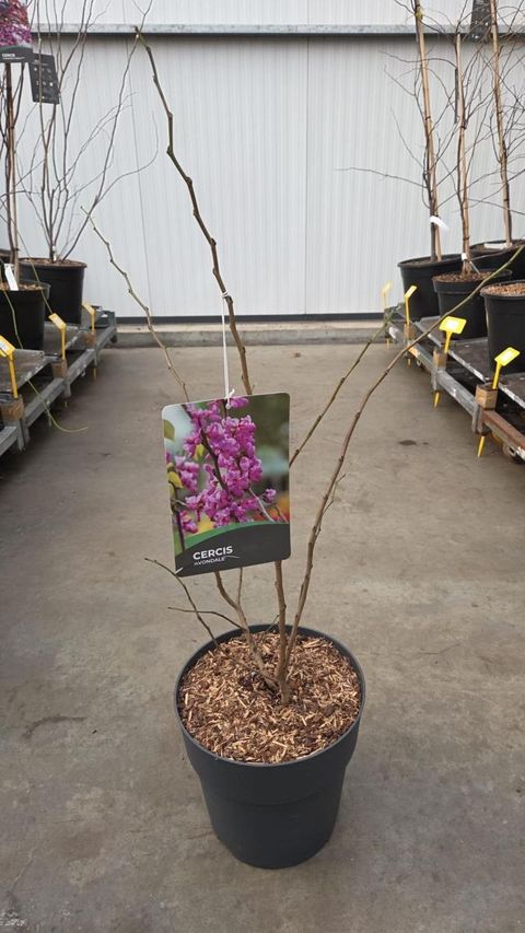 Cercis chinensis 'Avondale'