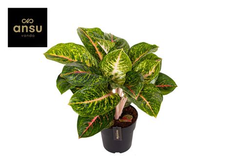 Aglaonema 'Spring Red'