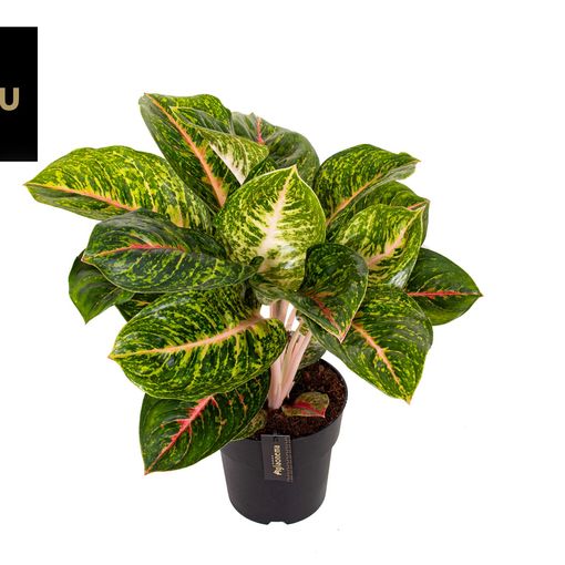 Aglaonema 'Spring Red'