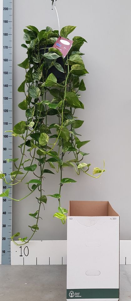 Epipremnum pinnatum 'Marble Queen'