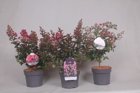 Lagerstroemia indica MIX